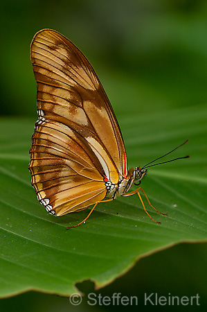 066 Julia-Falter - Dryas julia